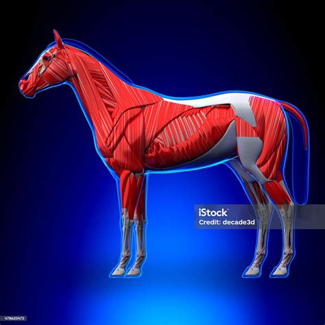 Cavalo De Troia - Foto de Cavalo Músculoscavalo Equus Anatomiasobre Fundo Azul e mais ...