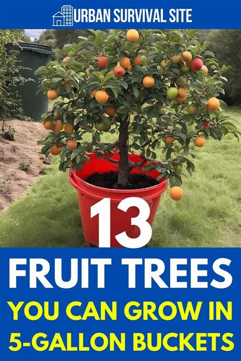 13 Fruit Trees You Can Grow In Five Gallon Buckets In 2024 Indoor Fruit Trees Fruit Tree