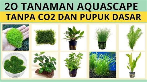 Membuat Aquascape Tanpa Co2 Murah Dan Praktis Untuk Pemula Rekreartive