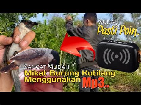 CARA MUDAH Mikat Burung Kutilang Liar Menggunakan MP3 YouTube