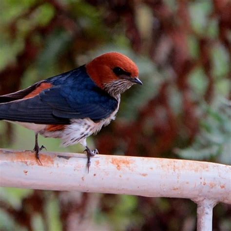 Lesser Striped Swallow Ferncliffe