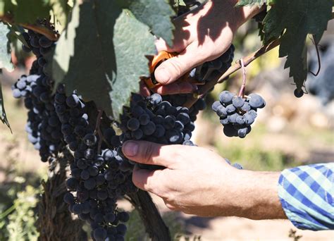 Viñedo Bodega Clemente García