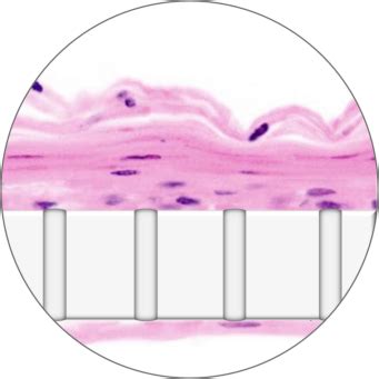 Emulate Vagina Chip