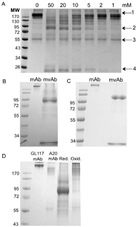 Redox Method Optimisation Non Reducing Sds Page Showing The Range Of