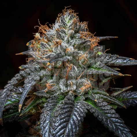 The Best Blue Cannabis Strains Ranked Premium Cultivars