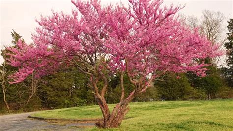 Eastern Redbud Tree - Forestry.com