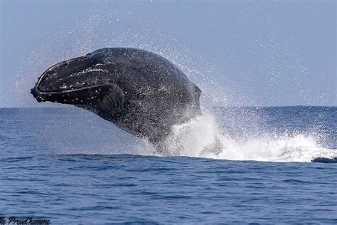 Tripadvisor sortie en mer découverte proposé par Cocoboat Saint