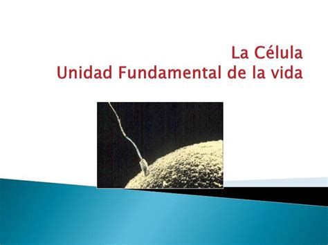 PPT La Célula Unidad Fundamental de la vida PowerPoint Presentation