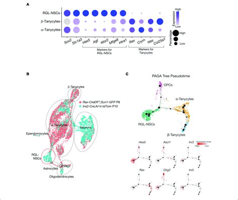 Irx3 And Irx5 Expressing Rgl Nscs Are Distinct From Tanycytes A