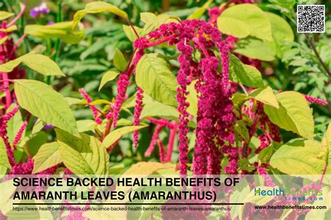 Science Backed Health Benefits Of Amaranth Leaves Amaranthus