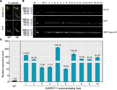 Figure 1 From Highly Efficient Agrobacterium Rhizogenes Mediated Hairy Root Transformation In