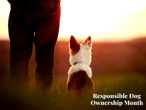 Responsible Dog Ownership Month Somerset Animal Hospital