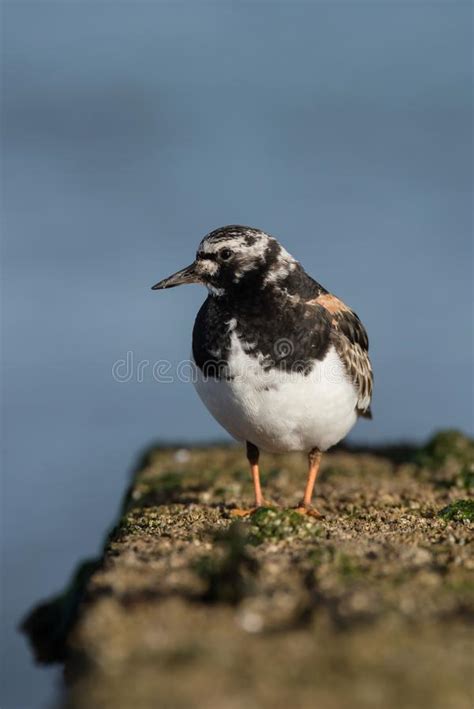 Ruddy Turnstone Turnstone Arenaria Interpres Stock Image Image Of