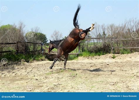 Stallion Kicking In Paddock Stock Photo Image Of Power Farm 30960634