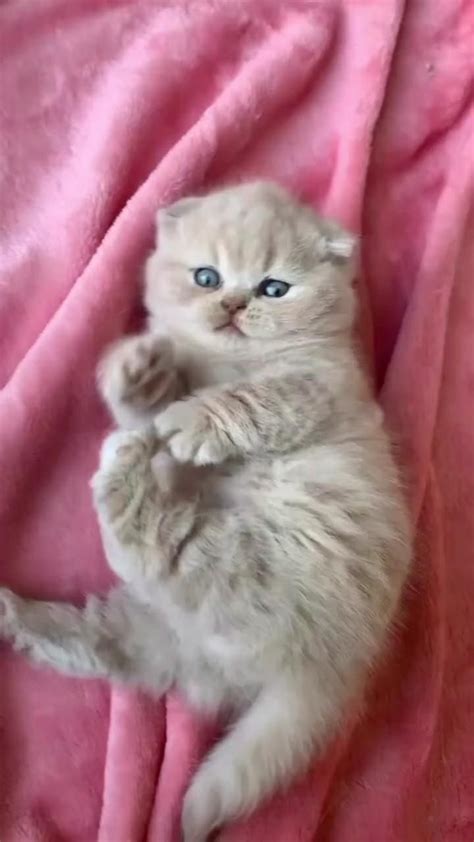 Pin De Just Cuteness😻 Em Cute Kittens Em 2024 Gatinhos Fofos