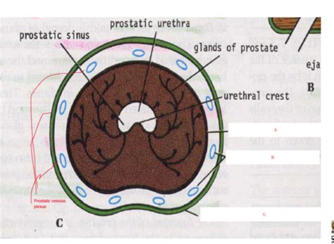 Prostate Anatomy Flashcards Quizlet