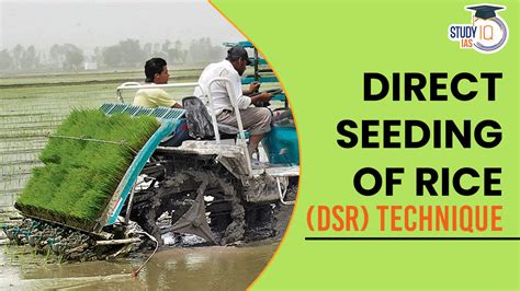 Direct Seeding Of Rice Dsr Technique Concerns Requirements