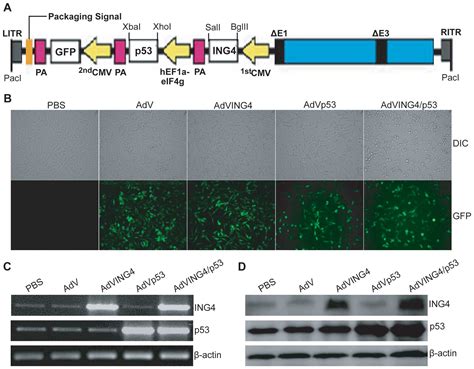 Adenovirus Mediated P And Ing Gene Cotransfer Elicits Synergistic