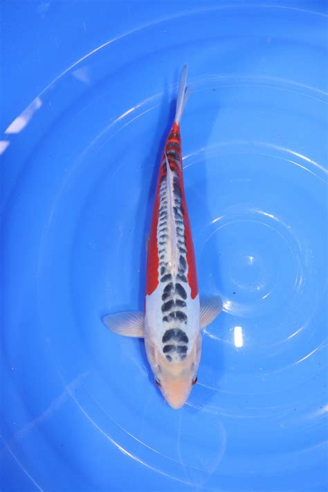 Carpe Koi Japonaise Shusui 35cm Carpe Koi Japonaise Aquakoi