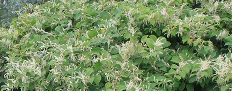 How To Identify Japanese Knotweed Cel Solicitors