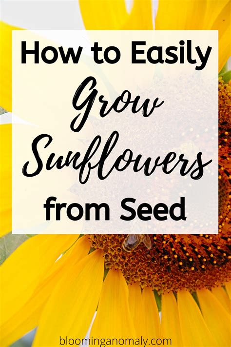 How To Easily Grow Sunflowers From Seed Growing Sunflowers Sunflower