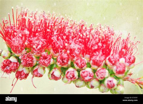 Closeup Of Bottlebrush Callistemon Flower Stock Photo Alamy