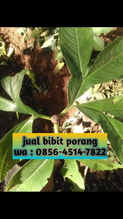 Jual Bibit Porang Solo HUB 0856 4514 7822 AFIF JAYA FARM Flickr