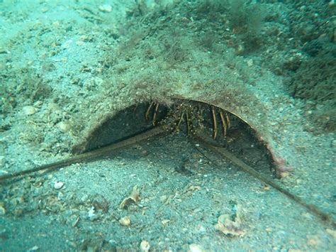 Lobster Molting : r/scubadiving