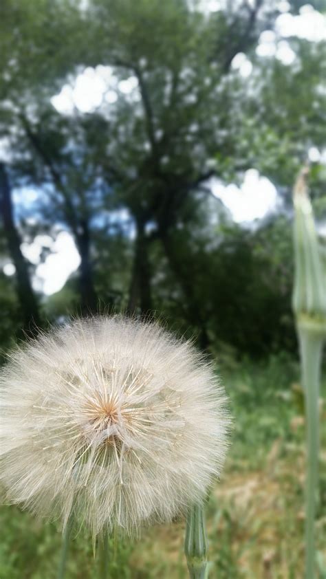 Banco de imagens plantar Prado Dente de leão flor botânica flora