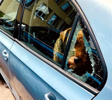 Pies Uwi Ziony W Rozgrzanym Samochodzie Interweniowa A Policja