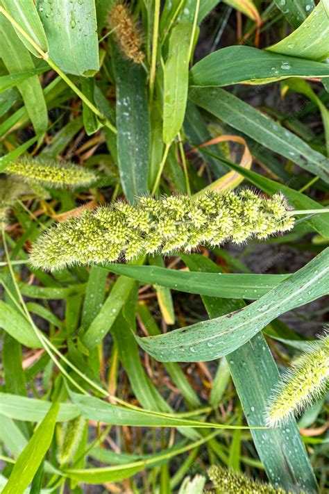 Premium Photo Bird Food View Of Foxtail Millet Scientific Name As