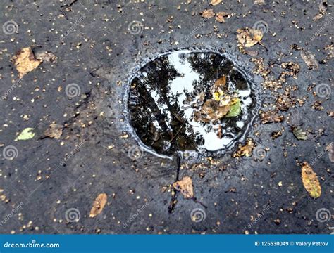 Small Forest Puddle With Reflection Of Trees In It Stock Image Image