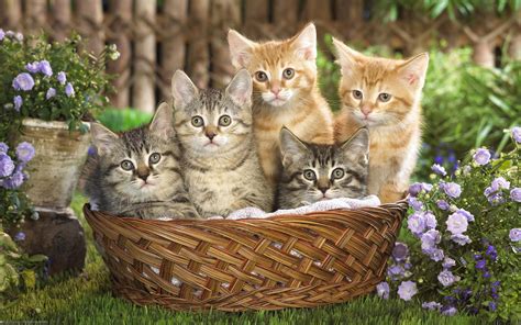 Обои котята, корзина на рабочий стол