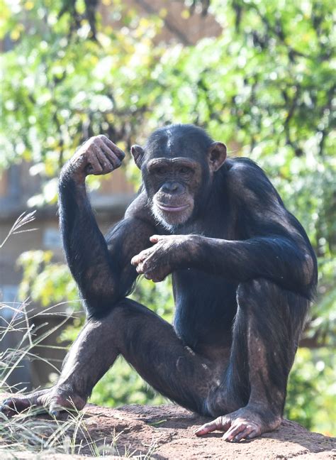 Okc Zoos Endangered Chimpanzee Is Going To Be A Mom