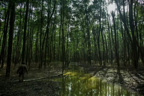 Amazônia perdeu mais de 50 milhões de hectares em 38 anos PIM