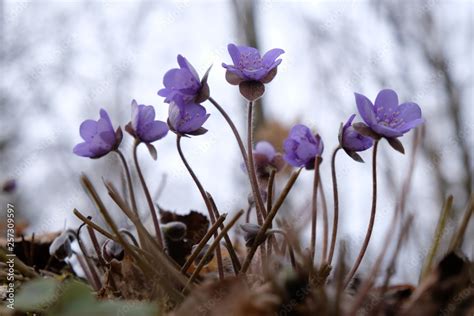 Wiosenne Kwiaty Przylaszczka Pospolita Anemone Hepatica Stock Photo