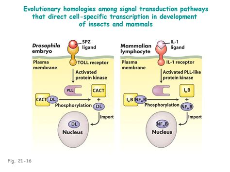 Evolutionary genetics - ppt download