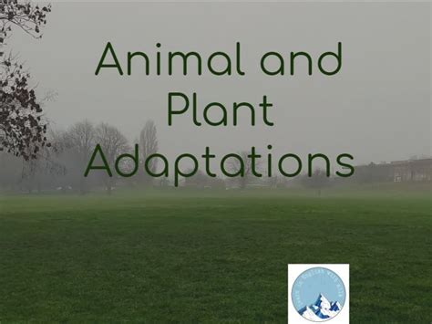 PLANTS AND ANIMALS ADAPTATIONS full lesson | Teaching Resources