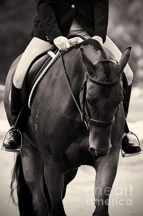 Halt By Michelle Wrighton Dressage Photography Horses Dressage Horses