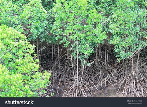 mangroves rhizophora apiculata leave mangrove forest stock photo
