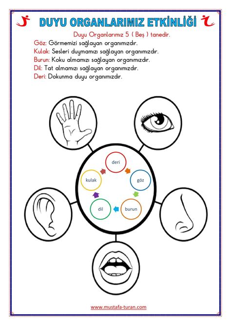 5 Sense Organs Cartoon