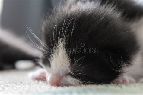 Small Sleeping Newborn Kitten of Black and White Color Stock Photo ...