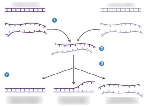 DNA - DNA hybridisation Diagram | Quizlet