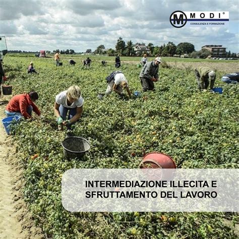 Il Caporalato Il Reato Di Intermediazione Illecita E Sfruttamento Del