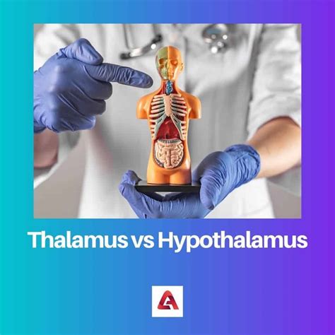 Thalamus Vs Hypothalamus Unterschied Und Vergleich