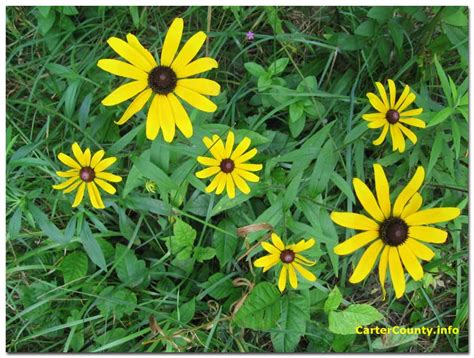 Appalachian Wildflowers