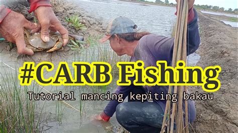 Cara Mancing Kepiting Bakau Tambak Carb Fishing YouTube