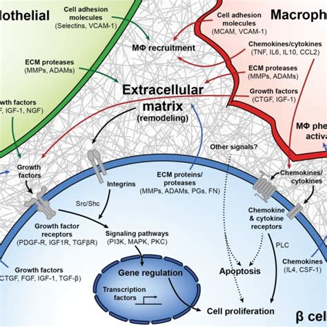 Model Of Interactions Between β Cells Macrophages Endothelial Cells