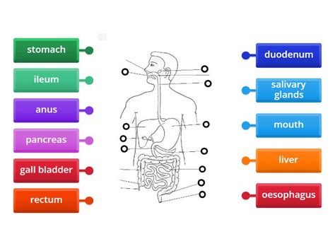 Structures of human digestive system - Labelled diagram