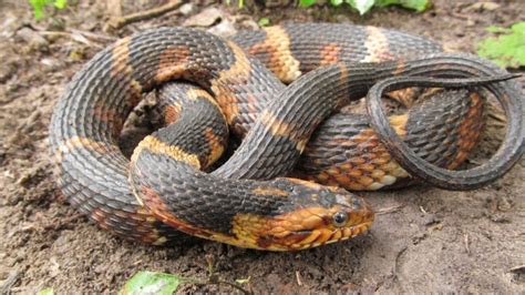 Banded Water Snake Facts Where To Find Banded Water Snake